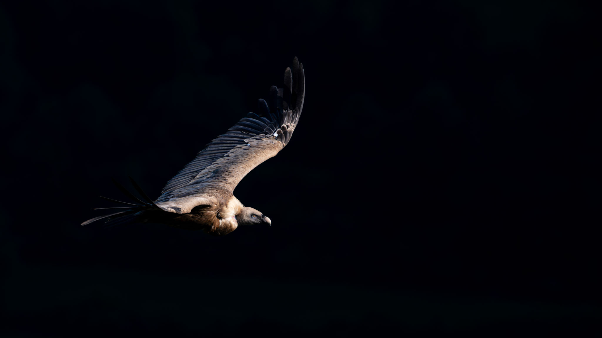Vautour fauve